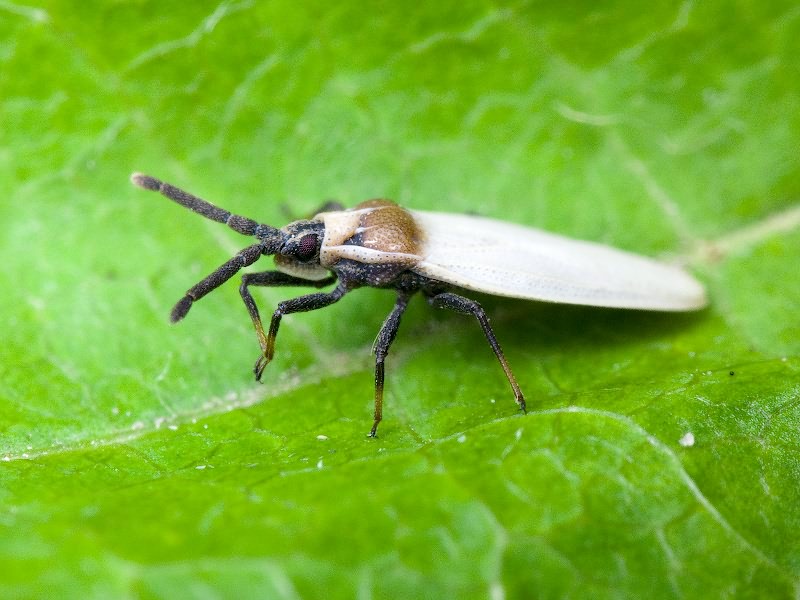 Catoplatus carthusianus (Goeze, 1778)